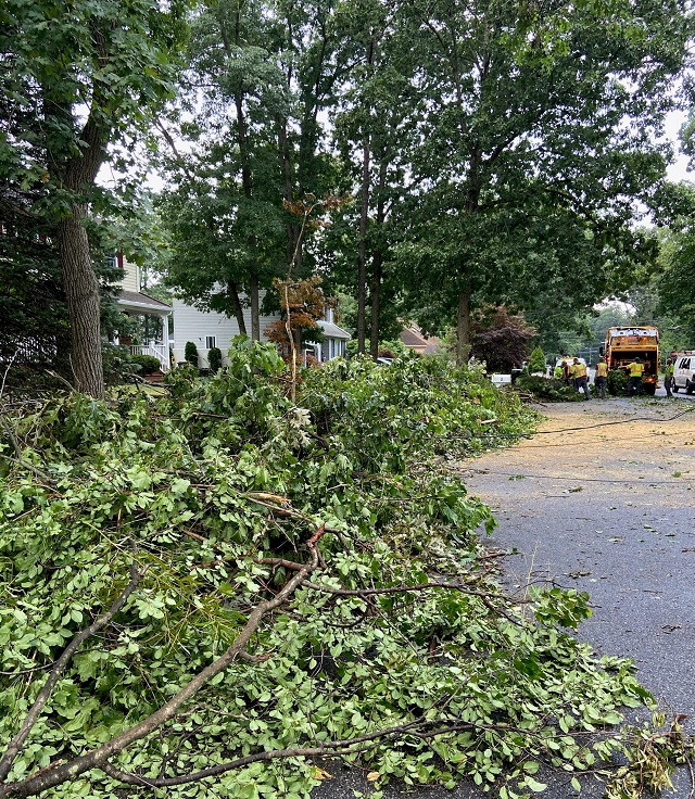 yard debris 2